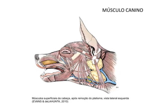 MÚSCULO CANINO




Músculos superficiais da cabeça, após remoção do platisma, vista lateral esquerda
(EVANS & deLAHUNTA, 2010)
 