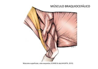 MÚSCULO BRAQUIOCEFÁLICO




Músculos superficiais, vista esquerda ( EVANS & deLAHUNTA, 2010)
 