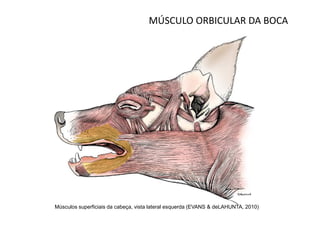 MÚSCULO ORBICULAR DA BOCA




Músculos superficiais da cabeça, vista lateral esquerda (EVANS & deLAHUNTA, 2010)
 