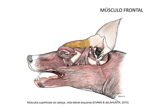 MÚSCULO FRONTAL




Músculos superficiais da cabeça, vista lateral esquerda (EVANS & deLAHUNTA, 2010)
 