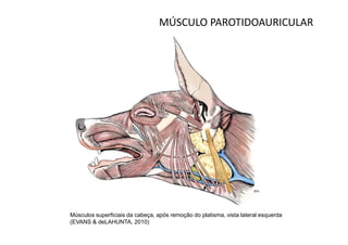MÚSCULO PAROTIDOAURICULAR




Músculos superficiais da cabeça, após remoção do platisma, vista lateral esquerda
(EVANS & deLAHUNTA, 2010)
 