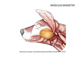 MÚSCULO MASSETER




Músculos da cabeça, vista lateral esquerda (EVANS & deLAHUNTA, 2010)
 