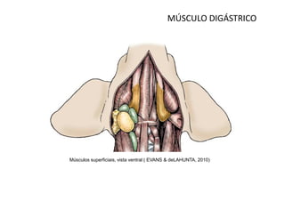 MÚSCULO DIGÁSTRICO




Músculos superficiais, vista ventral ( EVANS & deLAHUNTA, 2010)
 