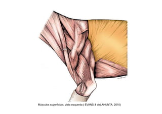 Músculos superficiais, vista esquerda ( EVANS & deLAHUNTA, 2010)
 