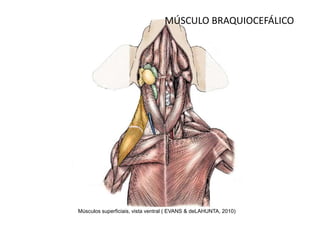 MÚSCULO BRAQUIOCEFÁLICO




Músculos superficiais, vista ventral ( EVANS & deLAHUNTA, 2010)
 