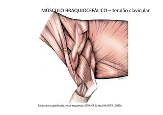 MÚSCULO BRAQUIOCEFÁLICO – tendão clavicular




Músculos superficiais, vista esquerda ( EVANS & deLAHUNTA, 2010)
 