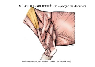 MÚSCULO BRAQUIOCEFÁLICO – porção cleidocervical




  Músculos superficiais, vista esquerda ( EVANS & deLAHUNTA, 2010)
 