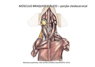 MÚSCULO BRAQUIOCEFÁLICO – porção cleidocervical




  Músculos superficiais, vista ventral ( EVANS & deLAHUNTA, 2010)
 