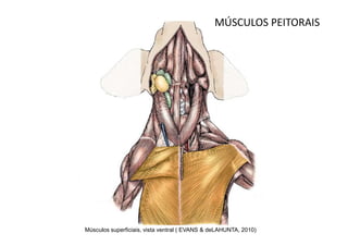 MÚSCULOS PEITORAIS




Músculos superficiais, vista ventral ( EVANS & deLAHUNTA, 2010)
 