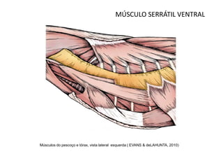 MÚSCULO SERRÁTIL VENTRAL




Músculos do pescoço e tórax, vista lateral esquerda ( EVANS & deLAHUNTA, 2010)
 