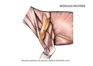 MÚSCULO DELTÓIDE




Músculos superficiais, vista esquerda ( EVANS & deLAHUNTA, 2010)
 