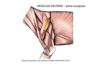 MÚSCULO DELTÓIDE – parte escapular




Músculos superficiais, vista esquerda ( EVANS & deLAHUNTA, 2010)
 