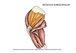 MÚSCULO SUBESCAPULAR




Músculos do membro torácico, vista medial esquerda ( EVANS & deLAHUNTA, 2010)
 