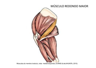 MÚSCULO REDONDO MAIOR




Músculos do membro torácico, vista medial esquerda ( EVANS & deLAHUNTA, 2010)
 