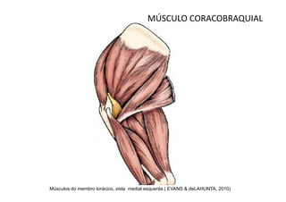 MÚSCULO CORACOBRAQUIAL




Músculos do membro torácico, vista medial esquerda ( EVANS & deLAHUNTA, 2010)
 