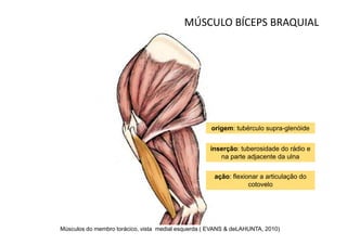 MÚSCULO BÍCEPS BRAQUIAL




                                                     origem: tubérculo supra-glenóide


                                                    inserção: tuberosidade do rádio e
                                                       na parte adjacente da ulna


                                                      ação: flexionar a articulação do
                                                                  cotovelo




Músculos do membro torácico, vista medial esquerda ( EVANS & deLAHUNTA, 2010)
 
