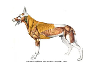 Musculatura superficial, vista esquerda ( POPESKO, 1978)
 