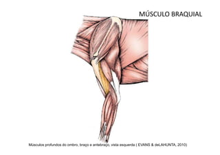 MÚSCULO BRAQUIAL




Músculos profundos do ombro, braço e antebraço, vista esquerda ( EVANS & deLAHUNTA, 2010)
 