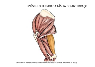 MÚSCULO TENSOR DA FÁSCIA DO ANTEBRAÇO




Músculos do membro torácico, vista medial esquerda ( EVANS & deLAHUNTA, 2010)
 