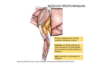 MÚSCULO TRÍCEPS BRAQUIAL




                                                          Ocupa o espaço entre a borda
                                                          caudal da escápula e úmero

                                                          Inserção: as várias cabeças se
                                                          unem formando um forte tendão
                                                          que se insere na tuberosidade do
                                                          olécrano

                                                          ação: estender a articulação do
                                                          cotovelo
Músculos profundos do ombro, braço e antebraço, vista esquerda ( EVANS & deLAHUNTA, 2010)
 