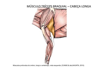 MÚSCULO TRÍCEPS BRAQUIAL – CABEÇA LONGA




Músculos profundos do ombro, braço e antebraço, vista esquerda ( EVANS & deLAHUNTA, 2010)
 