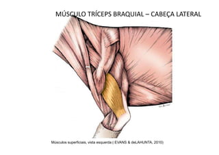 MÚSCULO TRÍCEPS BRAQUIAL – CABEÇA LATERAL




Músculos superficiais, vista esquerda ( EVANS & deLAHUNTA, 2010)
 