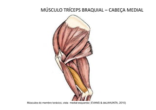 MÚSCULO TRÍCEPS BRAQUIAL – CABEÇA MEDIAL




Músculos do membro torácico, vista medial esquerda ( EVANS & deLAHUNTA, 2010)
 