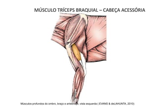 MÚSCULO TRÍCEPS BRAQUIAL – CABEÇA ACESSÓRIA




Músculos profundos do ombro, braço e antebraço, vista esquerda ( EVANS & deLAHUNTA, 2010)
 