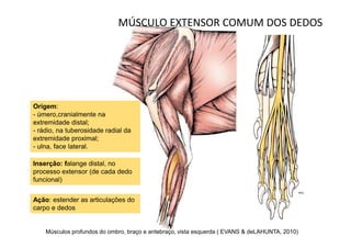 MÚSCULO EXTENSOR COMUM DOS DEDOS




Origem:
- úmero,cranialmente na
extremidade distal;
- rádio, na tuberosidade radial da
extremidade proximal;
- ulna, face lateral.

Inserção: falange distal, no
processo extensor (de cada dedo
funcional)


Ação: estender as articulações do
carpo e dedos


    Músculos profundos do ombro, braço e antebraço, vista esquerda ( EVANS & deLAHUNTA, 2010)
 