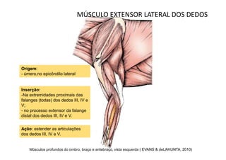 MÚSCULO EXTENSOR LATERAL DOS DEDOS




Origem:
- úmero,no epicôndilo lateral


Inserção:
-Na extremidades proximais das
falanges (todas) dos dedos III, IV e
V;
- no processo extensor da falange
distal dos dedos III, IV e V.


Ação: estender as articulações
dos dedos III, IV e V.


    Músculos profundos do ombro, braço e antebraço, vista esquerda ( EVANS & deLAHUNTA, 2010)
 