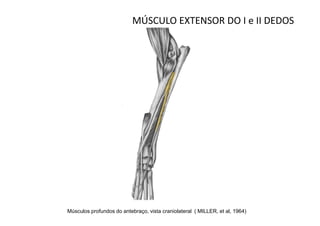 MÚSCULO EXTENSOR DO I e II DEDOS




Músculos profundos do antebraço, vista craniolateral ( MILLER, et al, 1964)
 