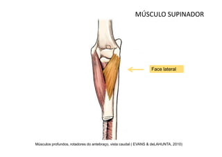 MÚSCULO SUPINADOR




                                                                 Face lateral




Músculos profundos, rotadores do antebraço, vista caudal ( EVANS & deLAHUNTA, 2010)
 