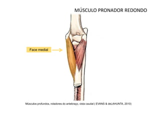 MÚSCULO PRONADOR REDONDO




   Face medial




Músculos profundos, rotadores do antebraço, vista caudal ( EVANS & deLAHUNTA, 2010)
 