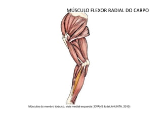 MÚSCULO FLEXOR RADIAL DO CARPO




Músculos do membro torácico, vista medial esquerda ( EVANS & deLAHUNTA, 2010)
 