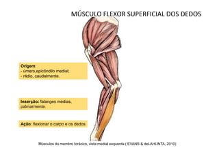 MÚSCULO FLEXOR SUPERFICIAL DOS DEDOS




Origem:
- úmero,epicôndilo medial;
- rádio, caudalmente.




Inserção: falanges médias,
palmarmente.



Ação: flexionar o carpo e os dedos



         Músculos do membro torácico, vista medial esquerda ( EVANS & deLAHUNTA, 2010)
 