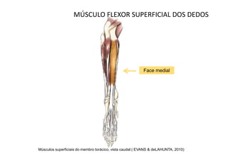 MÚSCULO FLEXOR SUPERFICIAL DOS DEDOS




                                                          Face medial




Músculos superficiais do membro torácico, vista caudal ( EVANS & deLAHUNTA, 2010)
 
