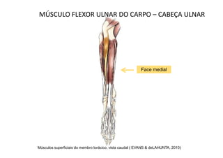 MÚSCULO FLEXOR ULNAR DO CARPO – CABEÇA ULNAR




                                                          Face medial




Músculos superficiais do membro torácico, vista caudal ( EVANS & deLAHUNTA, 2010)
 