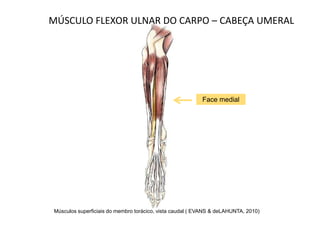 MÚSCULO FLEXOR ULNAR DO CARPO – CABEÇA UMERAL




                                                          Face medial




Músculos superficiais do membro torácico, vista caudal ( EVANS & deLAHUNTA, 2010)
 