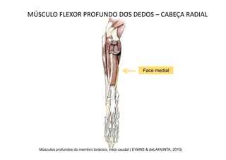 MÚSCULO FLEXOR PROFUNDO DOS DEDOS – CABEÇA RADIAL




                                                           Face medial




   Músculos profundos do membro torácico, vista caudal ( EVANS & deLAHUNTA, 2010)
 