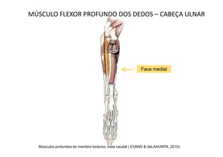 MÚSCULO FLEXOR PROFUNDO DOS DEDOS – CABEÇA ULNAR




                                                          Face medial




  Músculos profundos do membro torácico, vista caudal ( EVANS & deLAHUNTA, 2010)
 