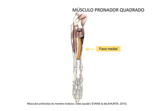 MÚSCULO PRONADOR QUADRADO




                                                        Face medial




Músculos profundos do membro torácico, vista caudal ( EVANS & deLAHUNTA, 2010)
 