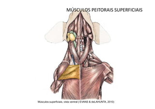 MÚSCULOS PEITORAIS SUPERFICIAIS




Músculos superficiais, vista ventral ( EVANS & deLAHUNTA, 2010)
 