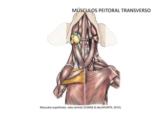 MÚSCULOS PEITORAL TRANSVERSO




Músculos superficiais, vista ventral ( EVANS & deLAHUNTA, 2010)
 