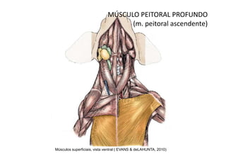 MÚSCULO PEITORAL PROFUNDO
                                   (m. peitoral ascendente)




Músculos superficiais, vista ventral ( EVANS & deLAHUNTA, 2010)
 