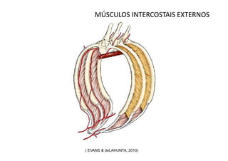 MÚSCULOS INTERCOSTAIS EXTERNOS




( EVANS & deLAHUNTA, 2010)
 