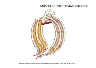 MÚSCULOS INTERCOSTAIS INTERNOS




Artérias e músculos profundos da caixa torácica (EVANS & deLAHUNTA, 2010)
 