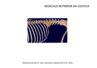 MÚSCULO RETRATOR DA COSTELA




Músculos profundos do tórax, vista lateral esquerda (GIL et al., 2005)
 