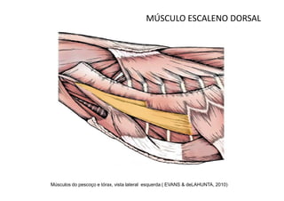 MÚSCULO ESCALENO DORSAL




Músculos do pescoço e tórax, vista lateral esquerda ( EVANS & deLAHUNTA, 2010)
 