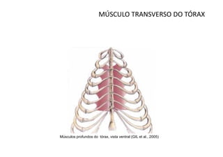 MÚSCULO TRANSVERSO DO TÓRAX




Músculos profundos do tórax, vista ventral (GIL et al., 2005)
 