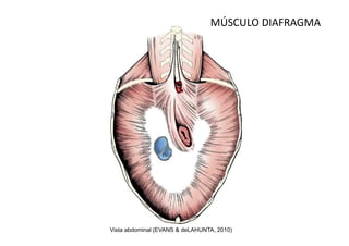 MÚSCULO DIAFRAGMA




Vista abdominal (EVANS & deLAHUNTA, 2010)
 
